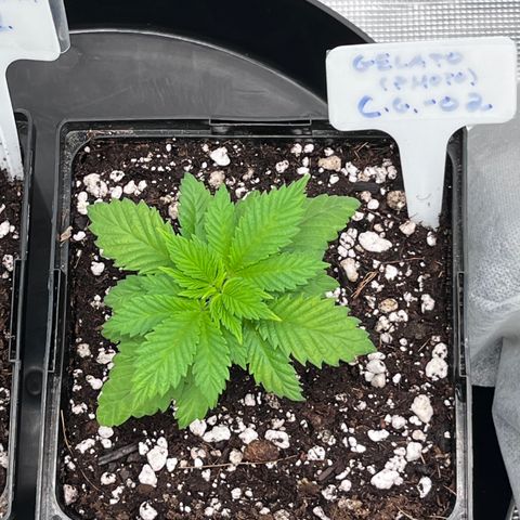 Gelato [Photo] (C.G. - 02) growlog timeline photo