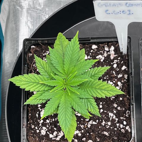 Gelato [Photo] (C.G. - 01) growlog timeline photo