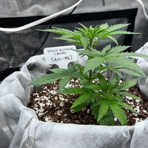 Bruce Banner #3 [Auto] (A.G. - 01) growlog timeline photo