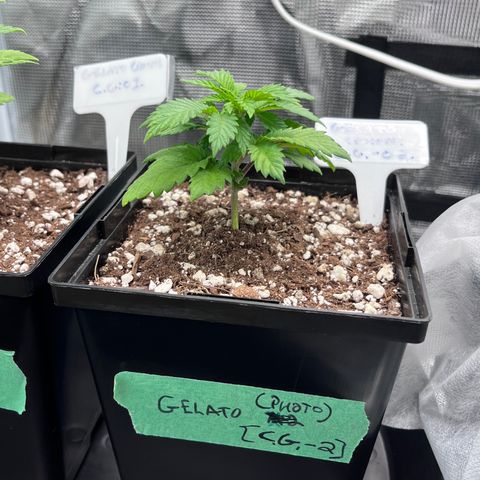 Gelato [Photo] (C.G. - 02) growlog timeline photo