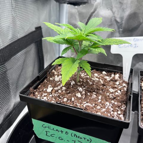 Gelato [Photo] (C.G. - 01) growlog timeline photo