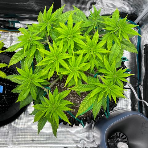 Gelato [Photo] A1 growlog timeline photo