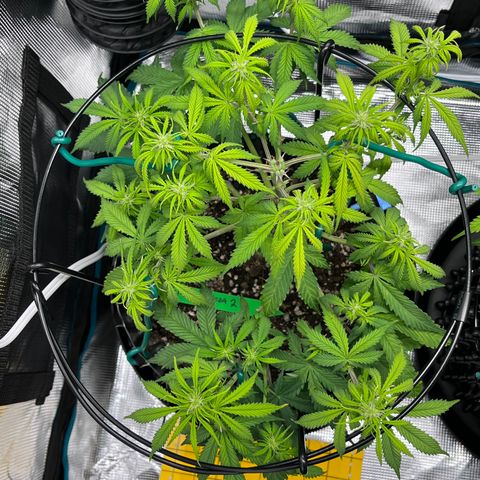 Master Yoda [Auto] #2 growlog timeline photo