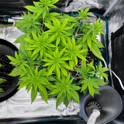Gelato [Photo] A1 growlog timeline photo
