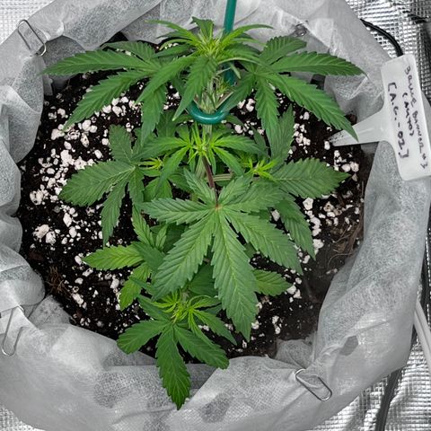 Bruce Banner #3 [Auto] (A.G. - 01) growlog timeline photo