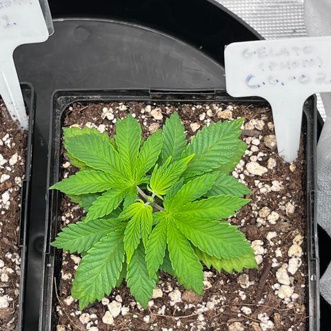 Gelato [Photo] (C.G. - 02) growlog timeline photo