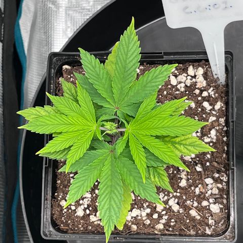 Gelato [Photo] (C.G. - 01) growlog timeline photo