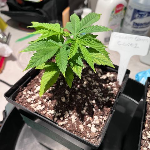Gelato [Photo] (C.G. - 01) growlog photo: FIM 