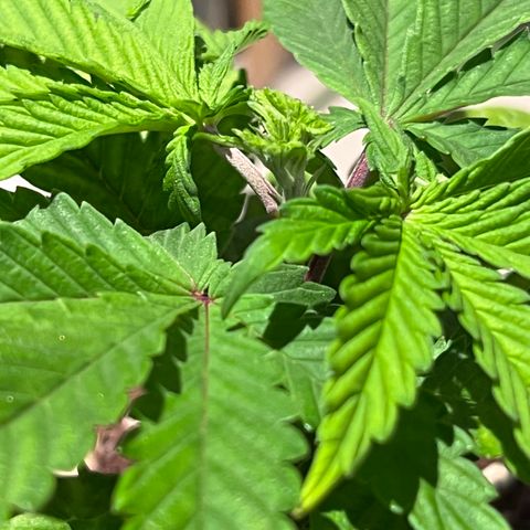 Gelato [Photo] (C.G. - 01) growlog photo: FIM 