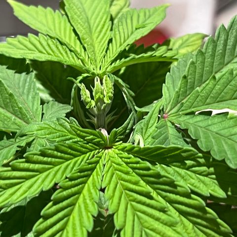 Gelato [Photo] (C.G. - 01) growlog photo: FIM 