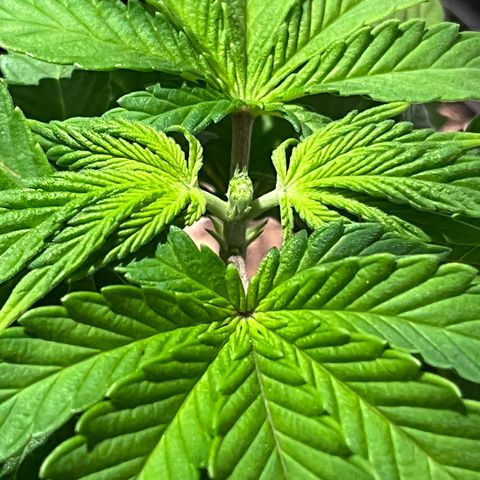 Gelato [Photo] (C.G. - 02) growlog photo: FIM