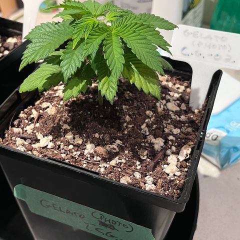 Gelato [Photo] (C.G. - 02) growlog photo: FIM