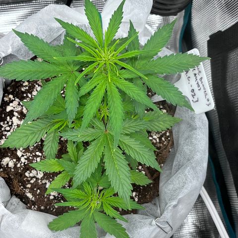 Bruce Banner #3 [Auto] (A.G. - 01) growlog timeline photo