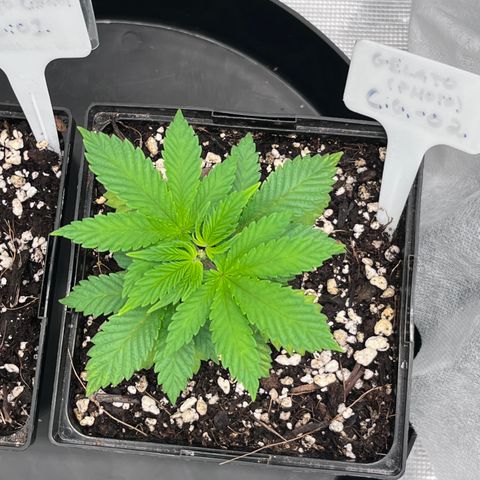 Gelato [Photo] (C.G. - 02) growlog timeline photo