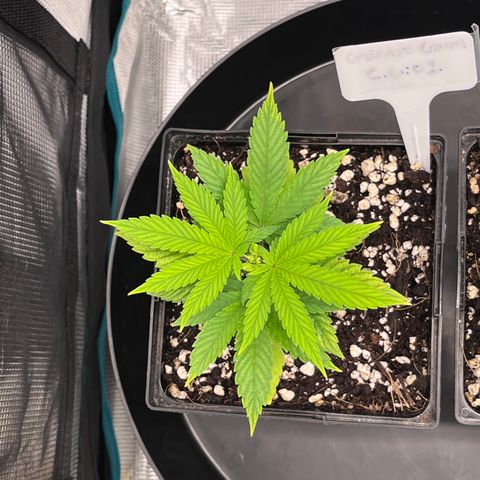 Gelato [Photo] (C.G. - 01) growlog timeline photo