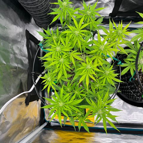 Master Yoda [Auto] #2 growlog timeline photo