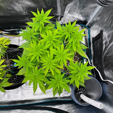 Gelato [Photo] A1 growlog timeline photo