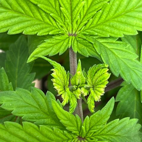 Gelato [Photo] (C.G. - 01) growlog timeline photo