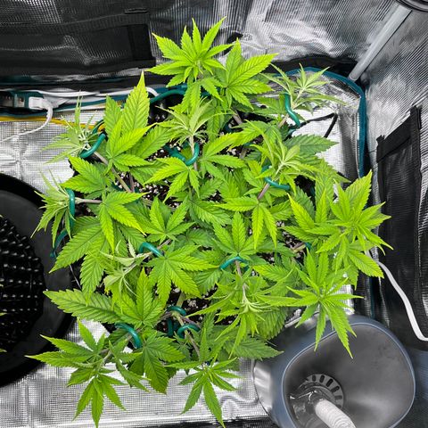 Gelato [Photo] A1 growlog timeline photo