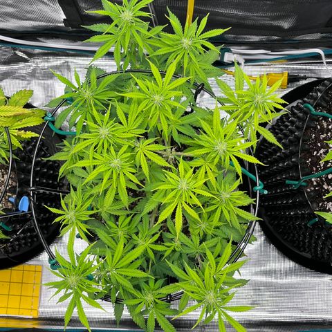 Master Yoda [Auto] #2 growlog timeline photo