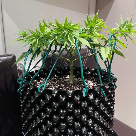 Gelato [Photo] A1 growlog photo: More LST
