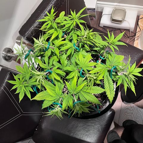 Gelato [Photo] A1 growlog photo: More LST