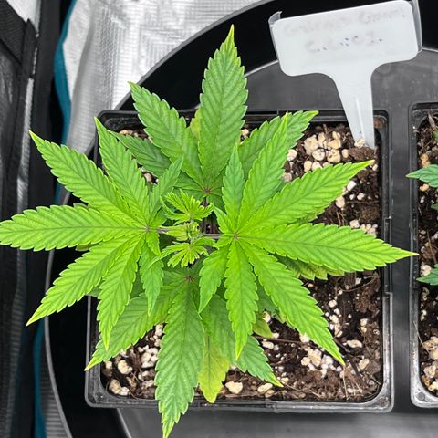 Gelato [Photo] (C.G. - 01) growlog timeline photo