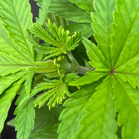 Gelato [Photo] (C.G. - 01) growlog timeline photo