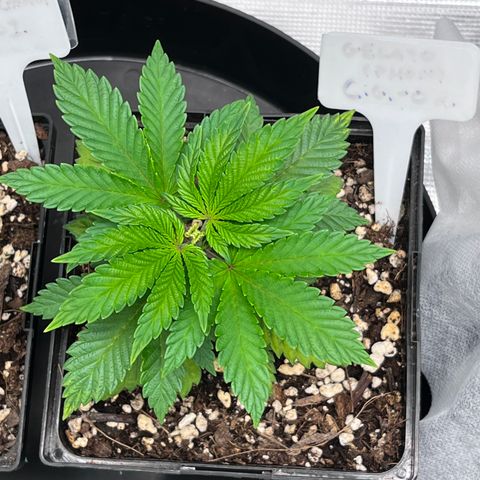 Gelato [Photo] (C.G. - 02) growlog timeline photo