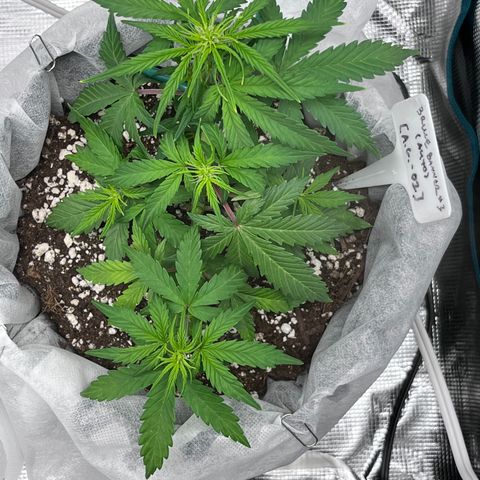 Bruce Banner #3 [Auto] (A.G. - 01) growlog timeline photo