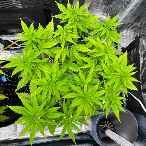 Gelato [Photo] A1 growlog timeline photo