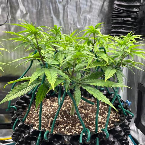 Gelato [Photo] A1 growlog timeline photo