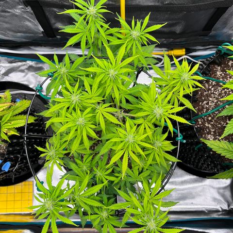 Master Yoda [Auto] #2 growlog timeline photo