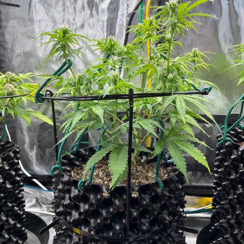 Master Yoda [Auto] #2 growlog timeline photo