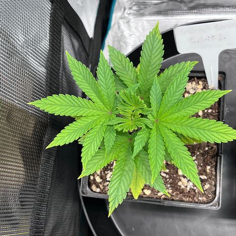 Gelato [Photo] (C.G. - 01) growlog timeline photo