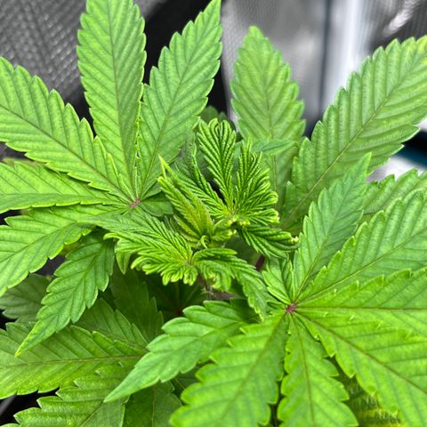 Gelato [Photo] (C.G. - 01) growlog timeline photo