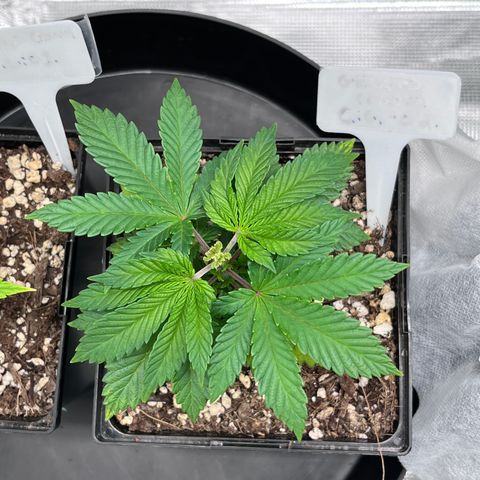 Gelato [Photo] (C.G. - 02) growlog timeline photo