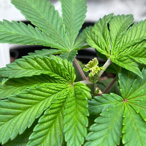 Gelato [Photo] (C.G. - 02) growlog timeline photo