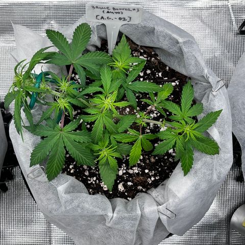 Bruce Banner #3 [Auto] (A.G. - 01) growlog timeline photo