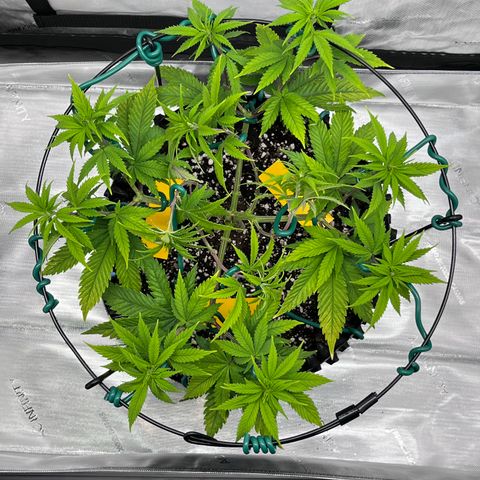 Gelato [Photo] A1 growlog timeline photo