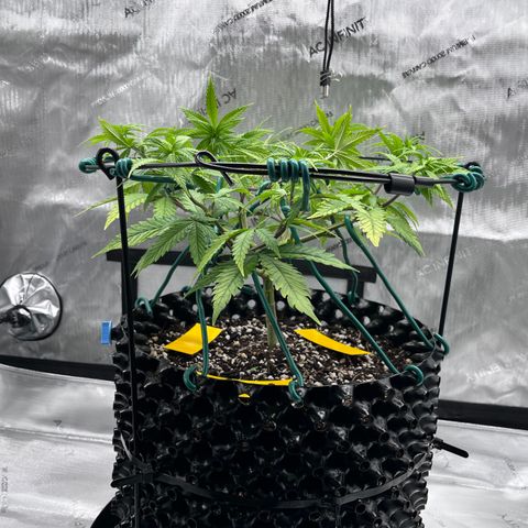 Gelato [Photo] A1 growlog timeline photo