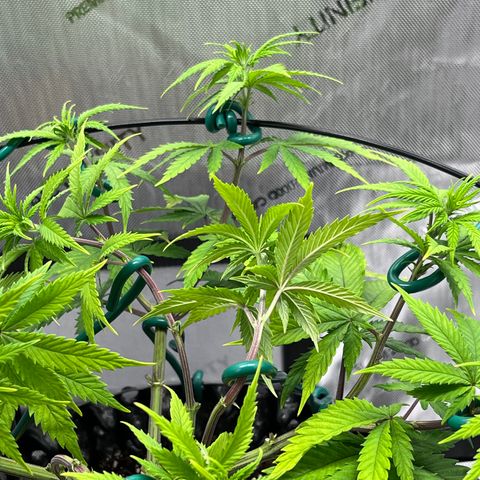Gelato [Photo] A1 growlog timeline photo