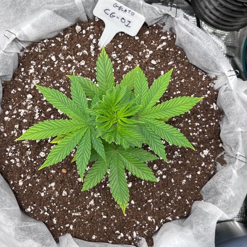 Gelato [Photo] (C.G. - 01) growlog timeline photo