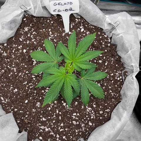 Gelato [Photo] (C.G. - 02) growlog timeline photo