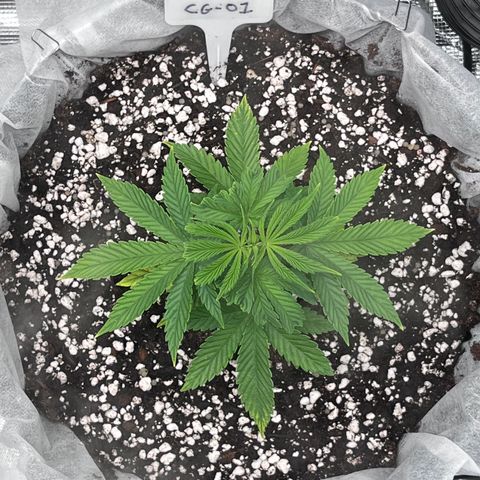Gelato [Photo] (C.G. - 01) growlog timeline photo