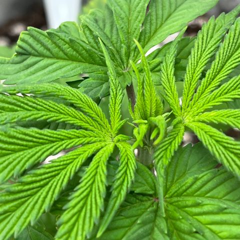 Gelato [Photo] (C.G. - 01) growlog timeline photo