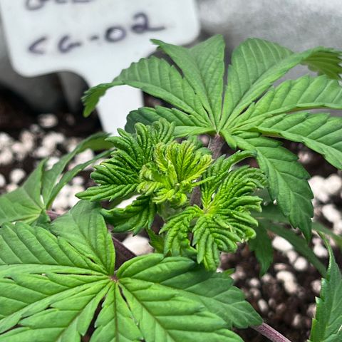 Gelato [Photo] (C.G. - 02) growlog timeline photo