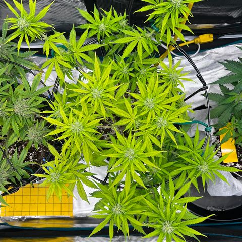 Master Yoda [Auto] #2 growlog timeline photo