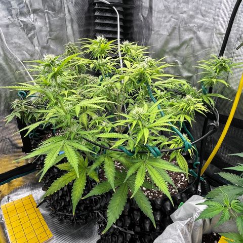 Master Yoda [Auto] #2 growlog timeline photo