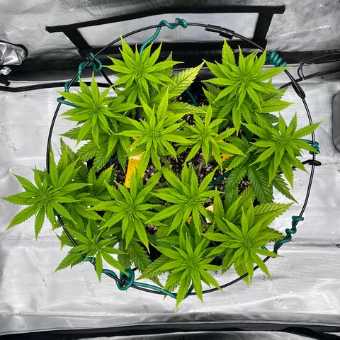 Gelato [Photo] A1 growlog timeline photo